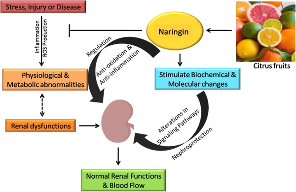 naringin powder naringin powder